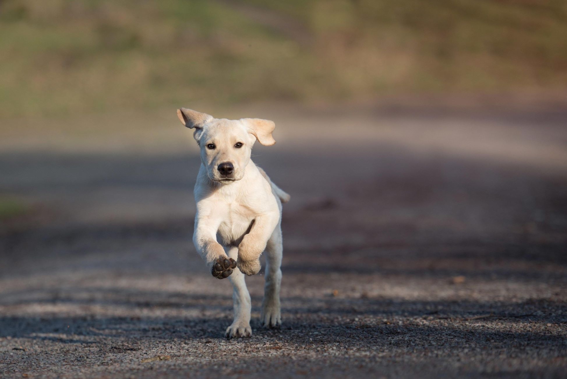 10 Strategies For Dealing With Unwanted Attention From Dogs While Running