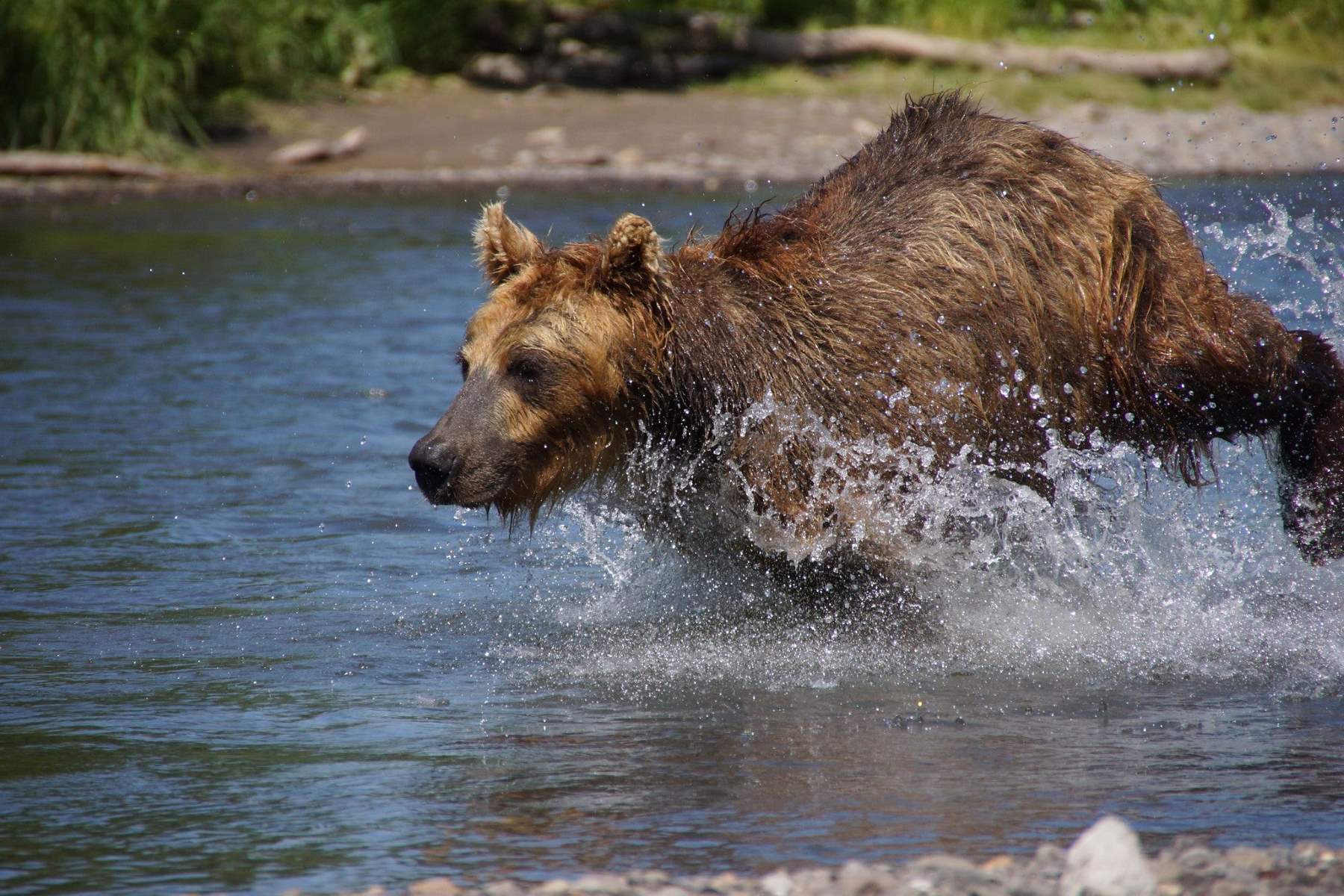 5 Animals That Could Outrun You