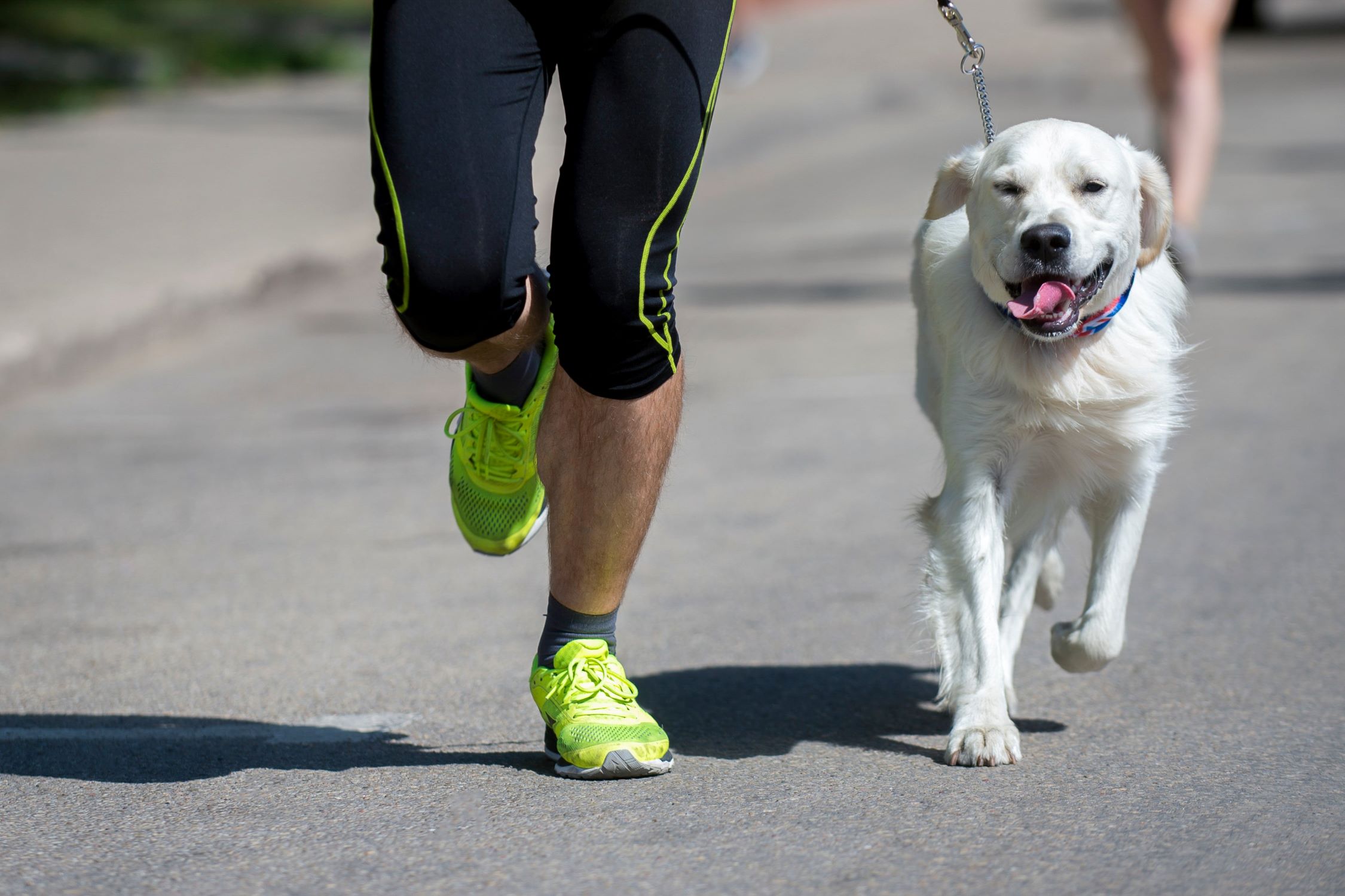Top 6 Dog Breeds For Running